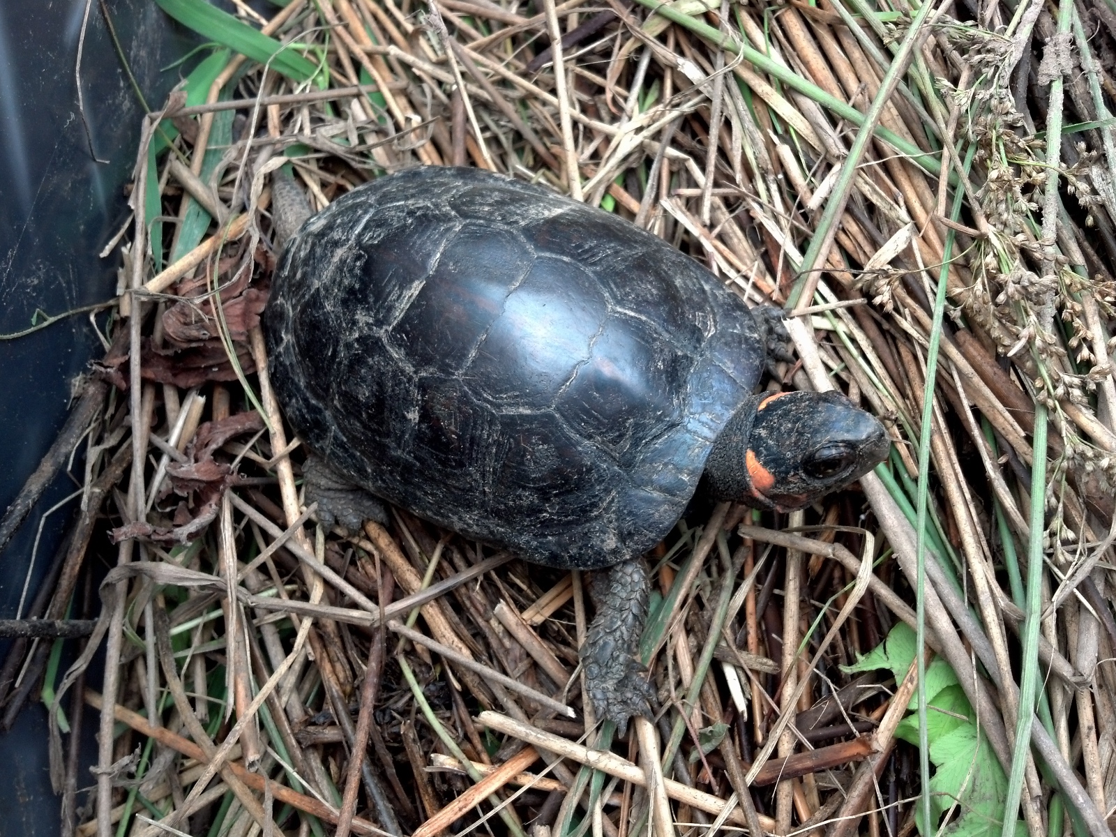Bog Turtle    Jason Tesauro